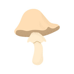 small mushroom. Vector on transparent background