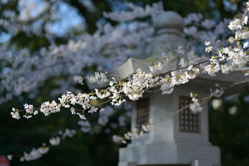 Cherry blossom branches and a stone lantern, capturing the delicate beauty of nature