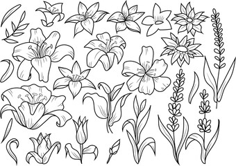 rustic set of hand drawn vector illustration of an abstract floral, line art isolated graphic elements for your design, floral line art for classic design