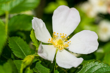A beautiful white wild rose flower with yellow stamens blooms in a natural garden setting. Close-up macro photography of delicate petals against a green foliage background.