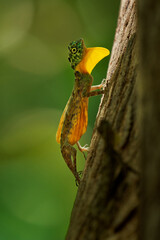 Sulawesi lined gliding lizard Draco spilonotus endemic to Sulawesi, in forested areas, patagium and gular flag of male is yellow, male with open wings on the tree