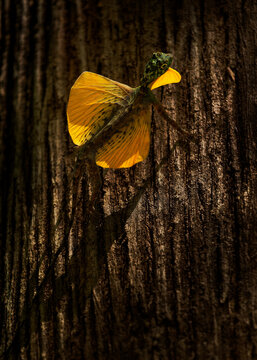 Sulawesi lined gliding lizard Draco spilonotus endemic to Sulawesi, in forested areas, patagium and gular flag of male is yellow, male with open wings on the tree