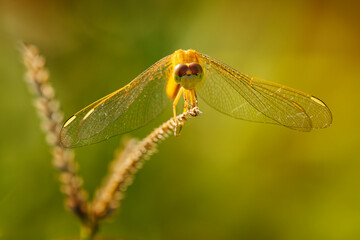 Scarlet skimmer or Ruddy marsh or Oriental skimmer Crocothemis servilia dragonfly of Libellulidae, native to east and southeast Asia, introduced to Jamaica, Florida, and Hawaii
