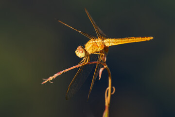 Scarlet skimmer or Ruddy marsh or Oriental skimmer Crocothemis servilia dragonfly of Libellulidae, native to east and southeast Asia, introduced to Jamaica, Florida, and Hawaii
