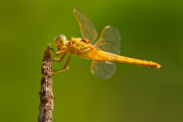 Scarlet skimmer or Ruddy marsh or Oriental skimmer Crocothemis servilia dragonfly of Libellulidae, native to east and southeast Asia, introduced to Jamaica, Florida, and Hawaii