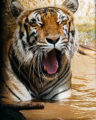 tiger in the water
