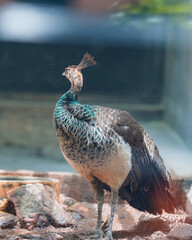 Obraz premium peacock