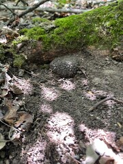 moss covered rocks truffle 