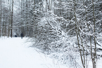 Path in the park for walking in winter. Trees in the snow