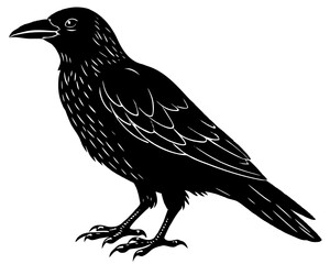 crow on a white background