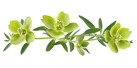 Euphorbia flower with branching stems isolated botanical plant transparent background