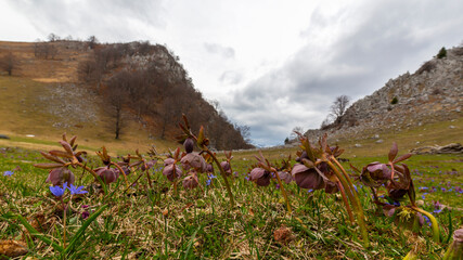 Beautiful spring flowers in the Carpathian Mountains, Europe