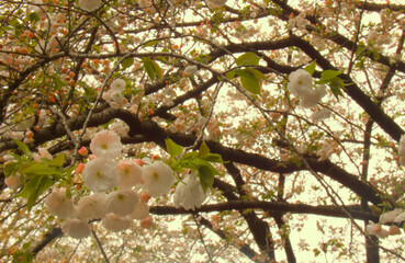 Cherry Blossom in Japan