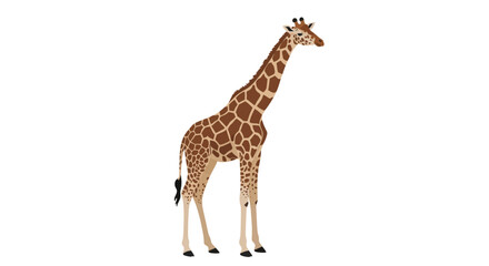 Naklejka premium A detailed digital illustration of a tall giraffe standing in profile, isolated on a clean white background, representing African wildlife.