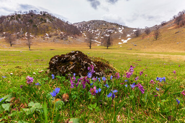 Beautiful spring flowers in the Carpathian Mountains, Europe
