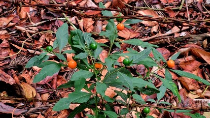 Wild Winter cherry plant or Jerusalem cherry (Solanum Pseudocapsicum), ornamental plant for Christmas. Solanum pseudocapsicum berries, closeup. Nightshade with red fruits. Coral shrub. Houseplants.