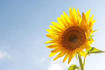 Sunflower field in full bloom