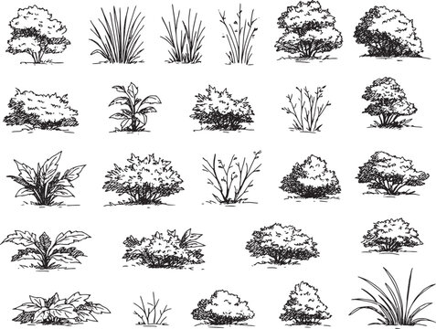 Hand-Drawn Black and White Bush and Plant Illustrations for Design Projects