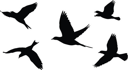 Obraz premium Five stylized black silhouettes of birds in flight, depicted against a white background.