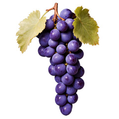 Fototapeta premium Fresh and Delicious Purple Grapes Bunch with Leaves, Ready to be Enjoyed as a Snack.
