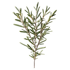 Obraz premium Rosemary Sprig Isolated, Fresh Herb, Aromatic Plant, Culinary Ingredient CloseUp.