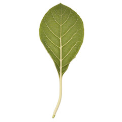 Isolated Green Leaf with Detailed Veins, Petiole, and Texture on a White Background.