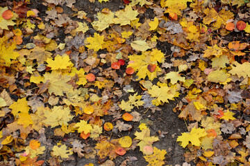 Autumnal Ground Cover A Vibrant Display of Fallen Leaves