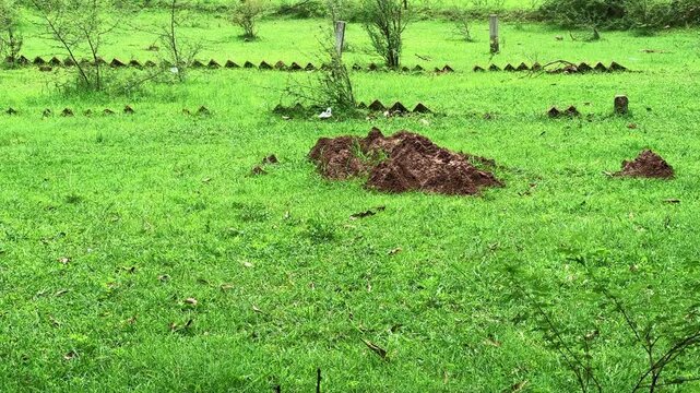 Closeup of Mud mound made by termite are called Mud tube or mud tunnel in the field