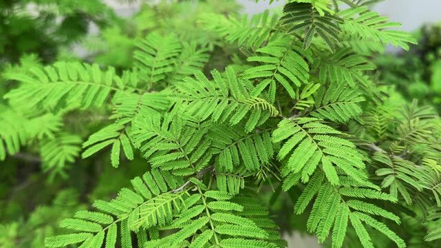 Closeup of Shami plant is Prosopis cineraria. It is also commonly known as Shami, Khejri, or Jand in various regions of India and the Middle East.