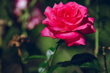 pink rose seen up close in the garden
