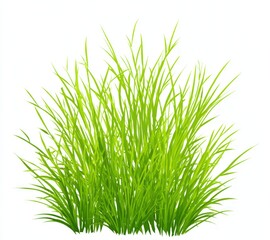 Lush green grass cluster against white