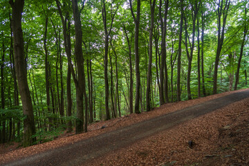 Wilderness at Hunsrück‑Hochwald, Germany