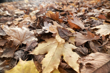 background is fallen autumn leaves, the seasonal backdrop of October fall