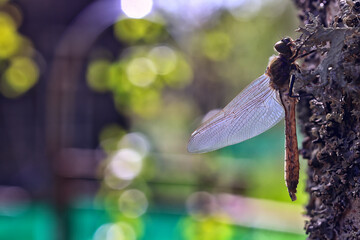 dragonfly, wings close-up of nature, dragonfly hatching from a larva, metamorphosis