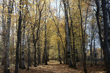 autumn park, nature landscape, trees in a seasonal background