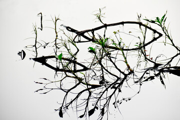 plant twig branch water reflection