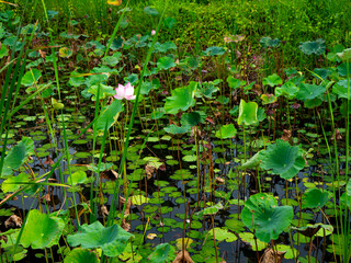 Water Garden with Lotus and Lilies - Calm Nature Background.