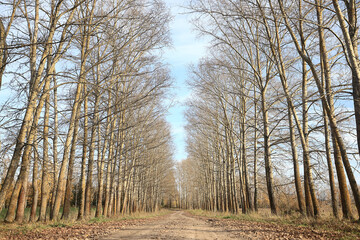 Fototapeta premium autumn park, nature landscape, trees in a seasonal background