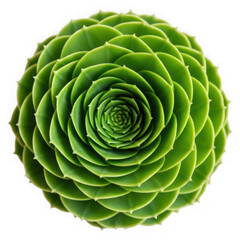 Fototapeta premium Green succulent rosette isolated on transparent background