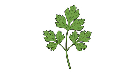 Naklejka premium Fresh green parsley leaf isolated on a white background