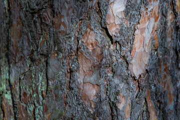 Detailed macro shot of rugged pine tree bark, highlighting its rich brown and gray tones with patches of green moss in natural light