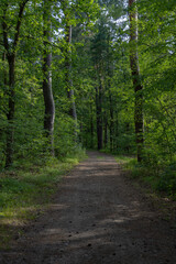 A peaceful dirt path winds through a sunlit pine forest with tall, straight trees and lush green undergrowth, creating a serene and inviting natural scene.