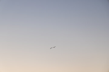 A single seagull soars gracefully across a pastel evening sky, creating a peaceful and minimalistic scene.