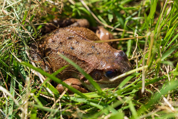 Wild frog hiding in tall grass and natural ground cover in summer. Brown amphibian camouflaged in green vegetation and a natural outdoor environment
