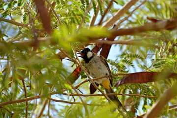 A nightingale on a tree among the branches
