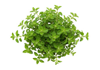 Obraz premium Oregano herb plant top view isolated on transparent background