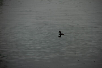 Moorhen Swimming Alone in Calm Park Lake
