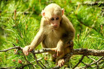 Wild Monkey in Huangshan Mountains, China