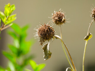A dried sunflower in the garden