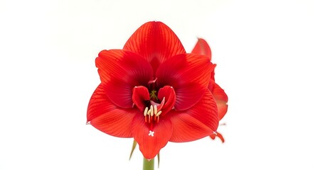 Striking Single Red Amaryllis Bloom on a White Background Captivating Floral Beauty